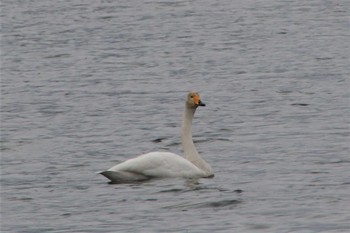 Whooper Swan 江津湖 Thu, 12/22/2022