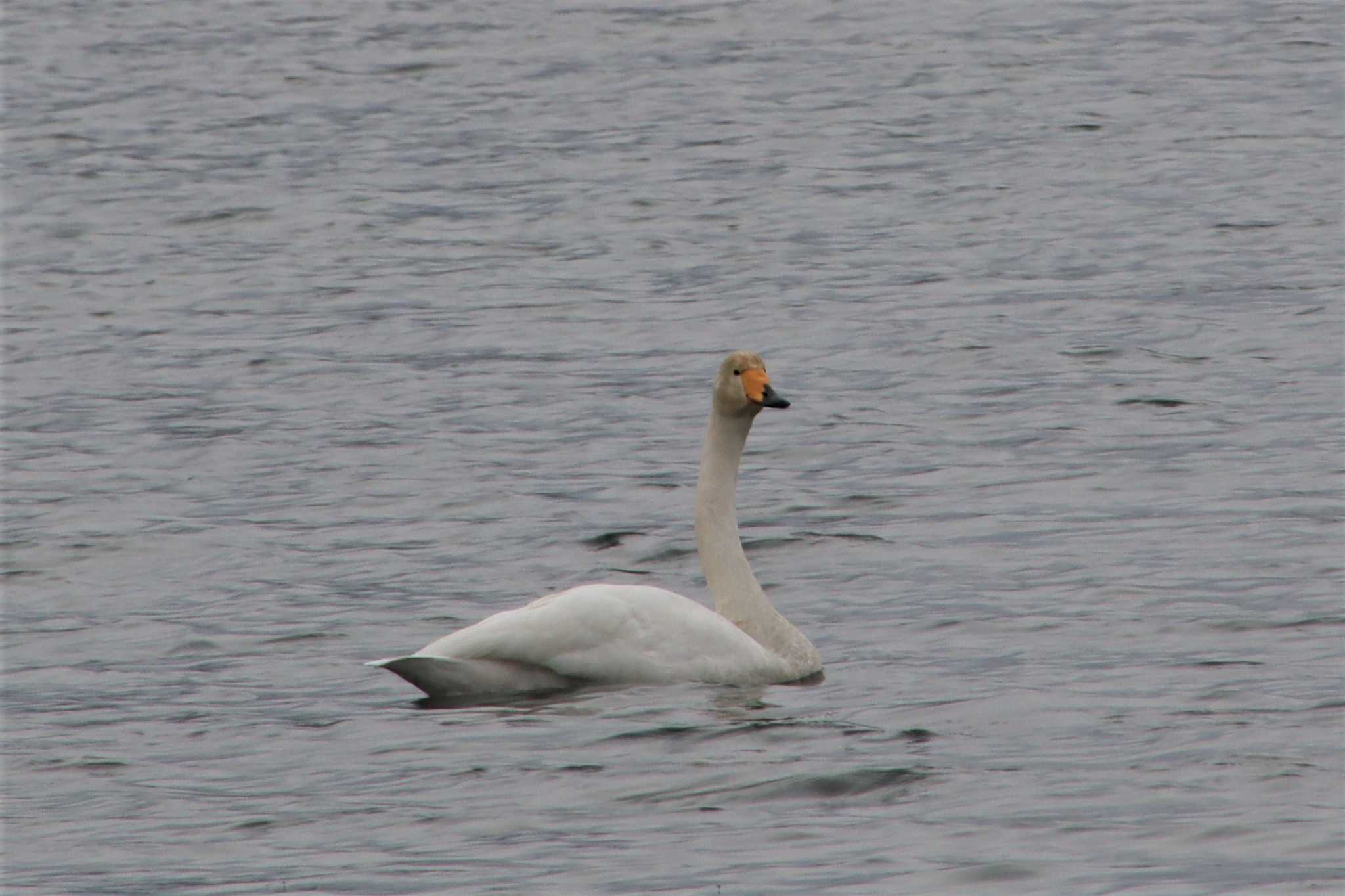 Photo of Whooper Swan at 江津湖 by momochan