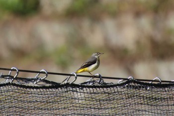 Grey Wagtail 小林市出の山公園 Thu, 12/15/2022