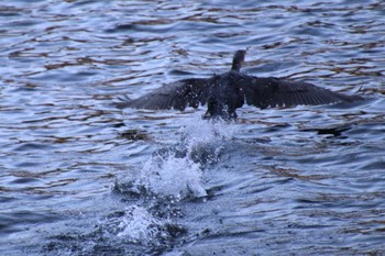 Great Cormorant 小林市出の山公園 Thu, 12/15/2022