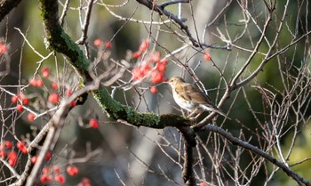 シロハラ 京都府立植物園 2022年12月25日(日)