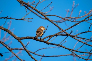 モズ 京都府立植物園 2022年12月25日(日)