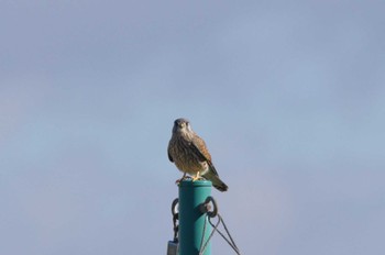 Common Kestrel 杭瀬川スポーツ公園 Tue, 12/6/2022