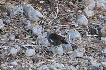 Common Moorhen 小林市出の山公園 Thu, 12/15/2022