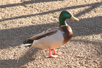 2022年12月23日(金) 三ツ池公園(横浜市鶴見区)の野鳥観察記録