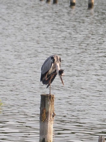 Grey Heron Isanuma Mon, 8/15/2022