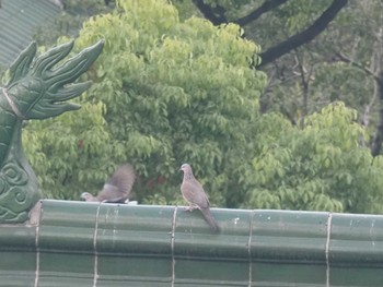 2022年10月16日(日) 中国 上海市の野鳥観察記録