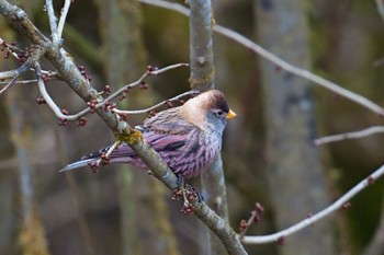 Asian Rosy Finch 茨城県 Sat, 12/24/2022