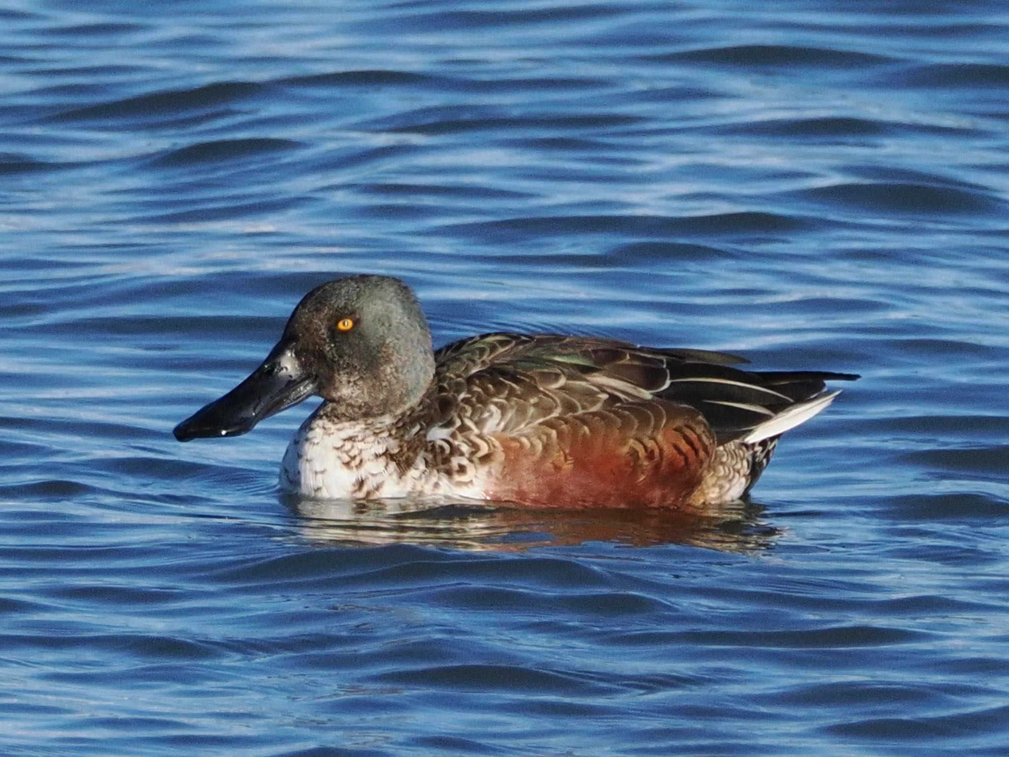 Photo of Northern Shoveler at 砂沼広域公園 by スキーヤー