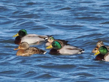 Baikal Teal 砂沼広域公園 Sat, 12/24/2022