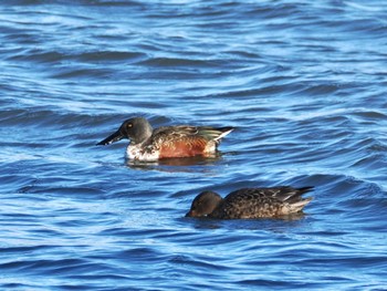 Northern Shoveler 砂沼広域公園 Sat, 12/24/2022