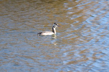 カンムリカイツブリ 佐鳴湖 2022年12月24日(土)