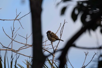 スズメ 佐鳴湖 2022年12月24日(土)