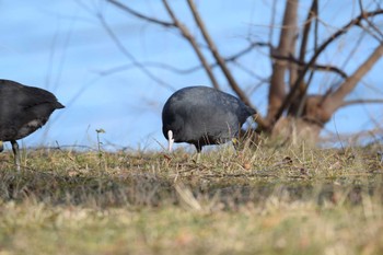 2022年12月24日(土) 佐鳴湖の野鳥観察記録