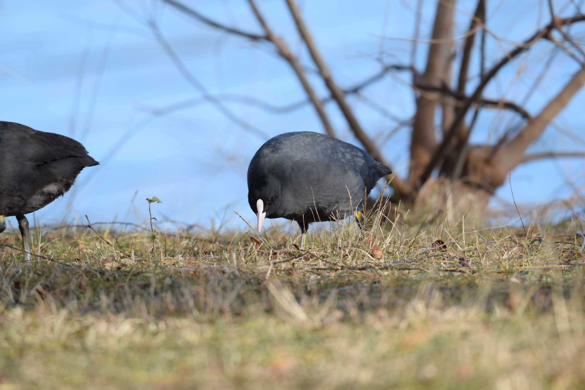 佐鳴湖 オオバンの写真 by sword-fish8240