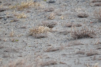 2022年12月24日(土) 中田島砂丘の野鳥観察記録