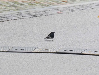 Oriental Magpie-Robin 中国 江蘇省無錫市 Sun, 11/27/2022