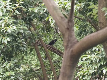 Chinese Blackbird 中国 江蘇省無錫市 Sun, 11/27/2022