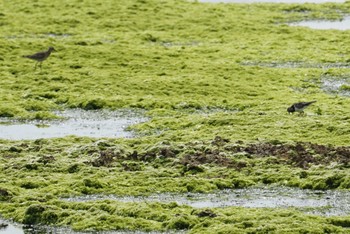 キョウジョシギ 石垣島 2018年3月14日(水)