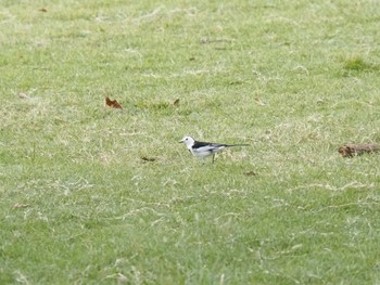 White Wagtail 中国 江蘇省無錫市 Sun, 11/27/2022