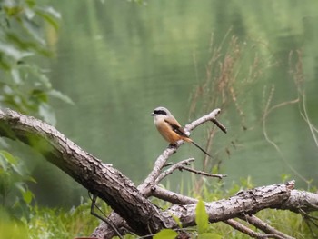 Long-tailed Shrike 中国 江蘇省無錫市 Sun, 11/27/2022