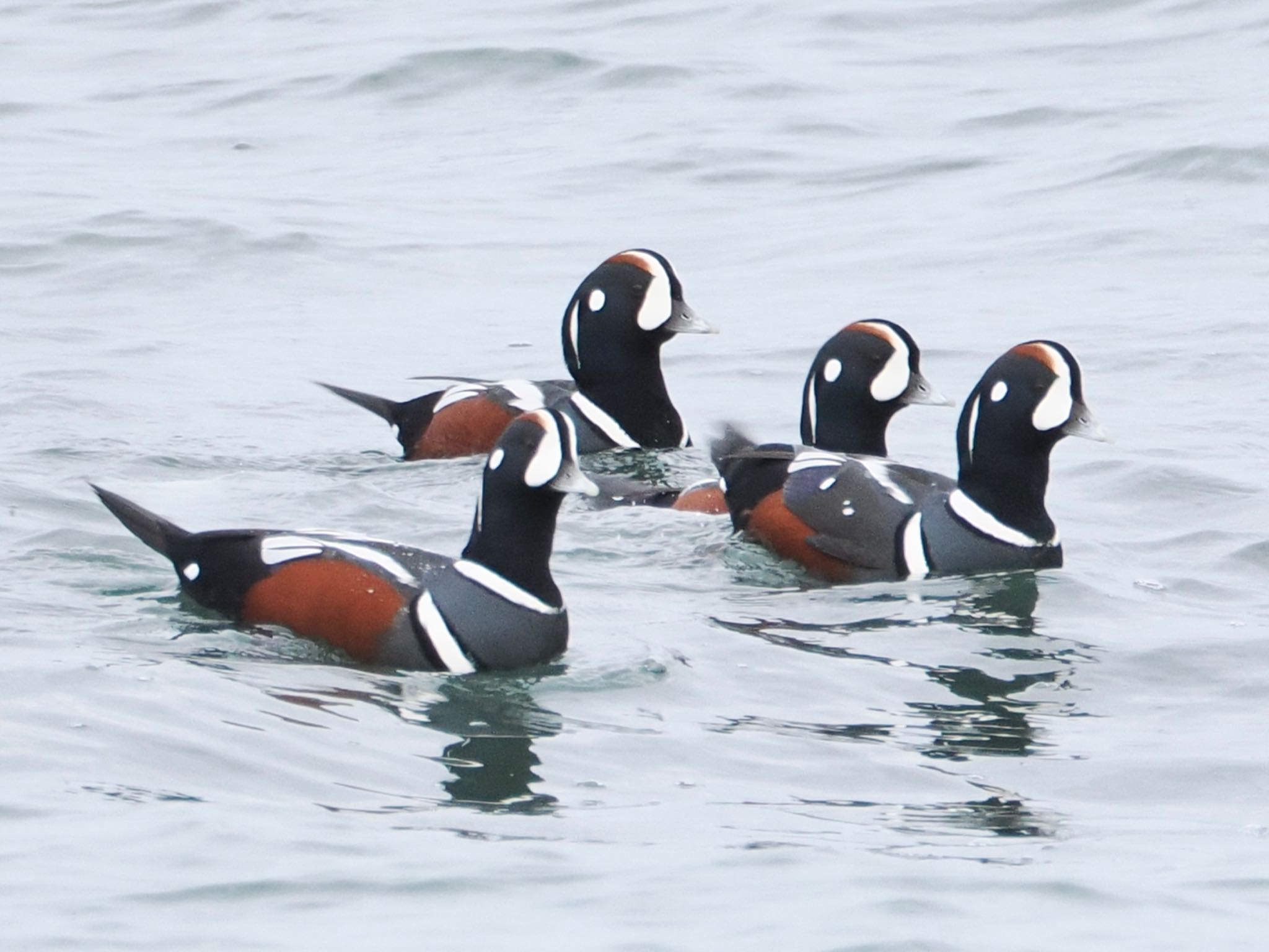 Photo of Harlequin Duck at 平磯海岸 by スキーヤー