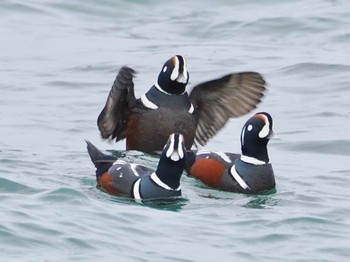 Harlequin Duck 平磯海岸 Sun, 12/4/2022