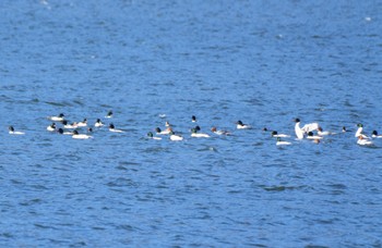 カワアイサ 河口湖 2022年12月24日(土)