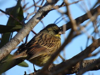 Sun, 12/25/2022 Birding report at Maioka Park