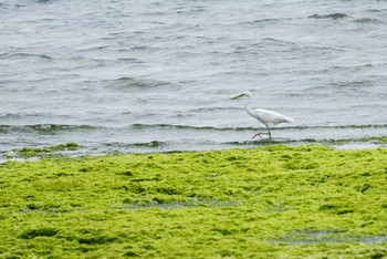 2018年3月14日(水) 石垣島の野鳥観察記録