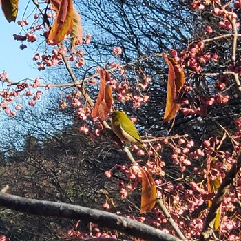 2022年12月25日(日) 舞岡公園の野鳥観察記録