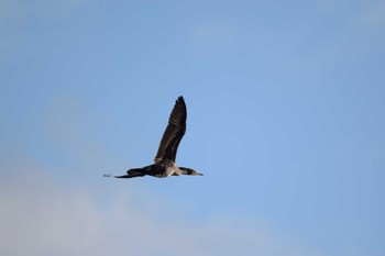 カワウ 佐鳴湖 2022年12月24日(土)