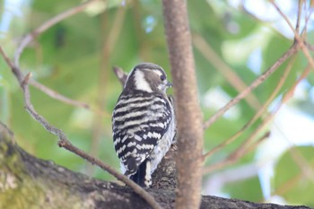 Japanese Pygmy Woodpecker 佐鳴湖 Sat, 12/24/2022