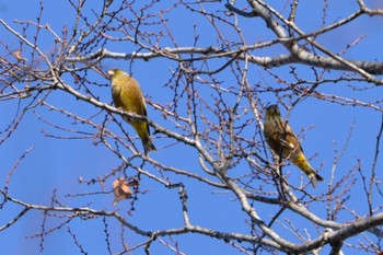 Grey-capped Greenfinch 多摩川(羽村市小作) Sun, 12/25/2022