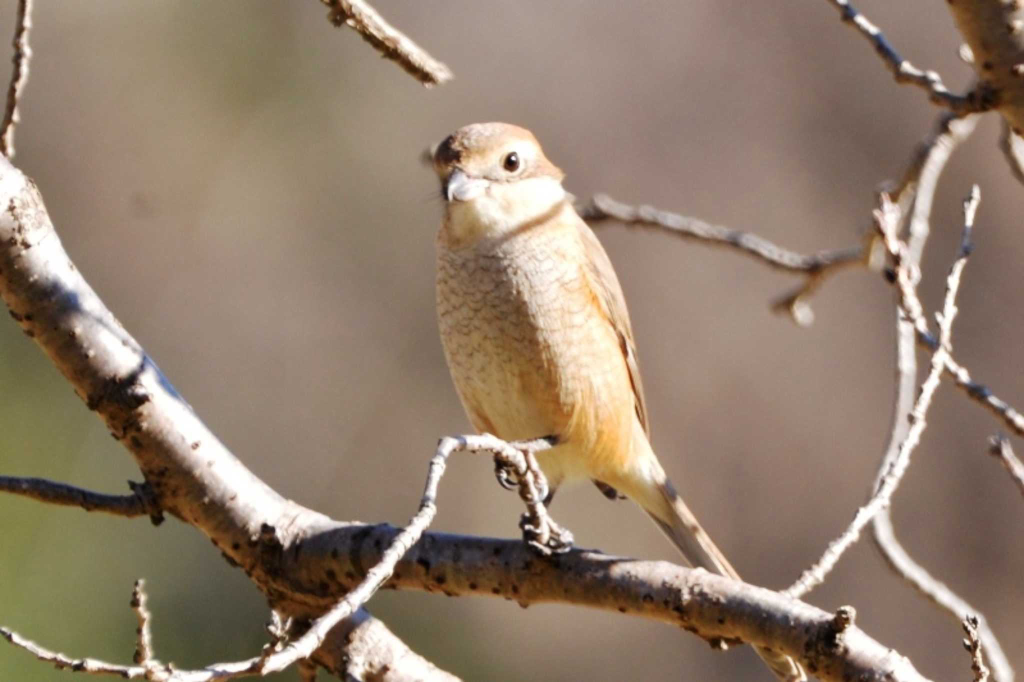 Photo of Bull-headed Shrike at あきる台公園(秋留台公園) by すーさん52号