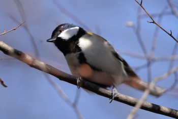 シジュウカラ あきる台公園(秋留台公園) 2022年12月24日(土)