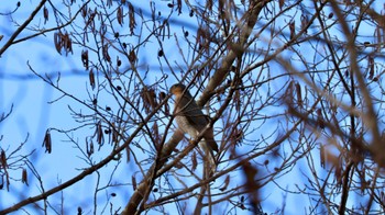 Eurasian Sparrowhawk Arima Fuji Park Sun, 12/25/2022