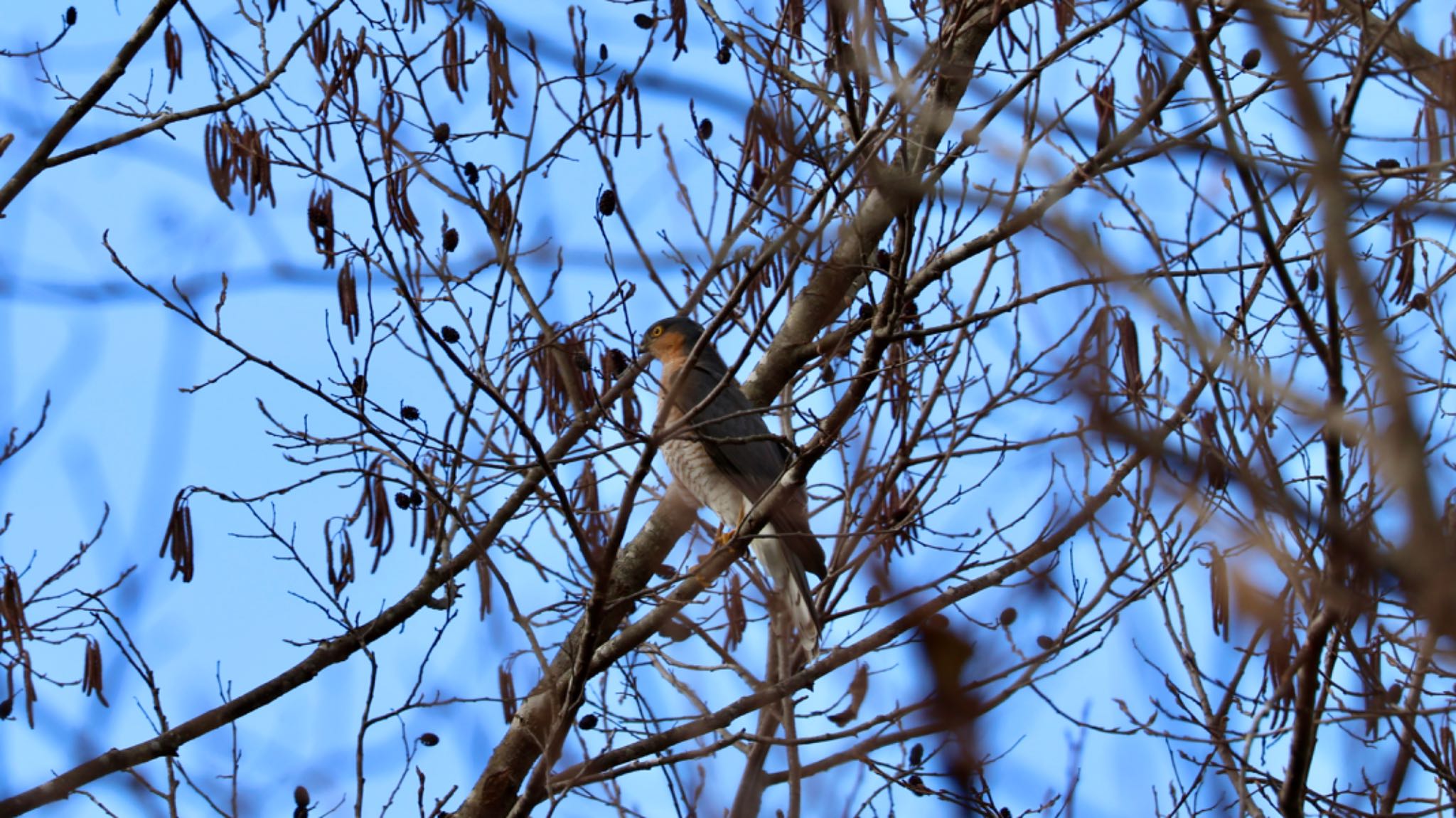 Photo of Eurasian Sparrowhawk at Arima Fuji Park by 洗濯バサミ