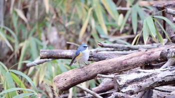 Red-flanked Bluetail Arima Fuji Park Sun, 12/25/2022