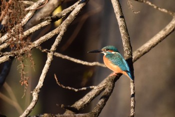 Common Kingfisher Mizumoto Park Sun, 12/18/2022