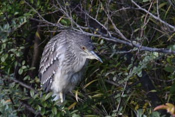 Black-crowned Night Heron Mizumoto Park Sun, 12/18/2022