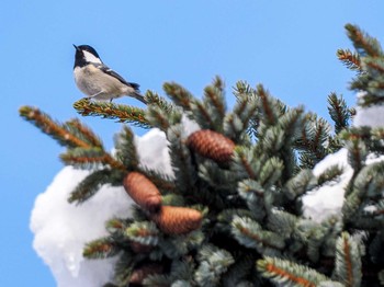 2022年12月25日(日) 真駒内公園の野鳥観察記録