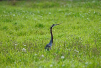 Purple Heron Ishigaki Island Thu, 3/15/2018