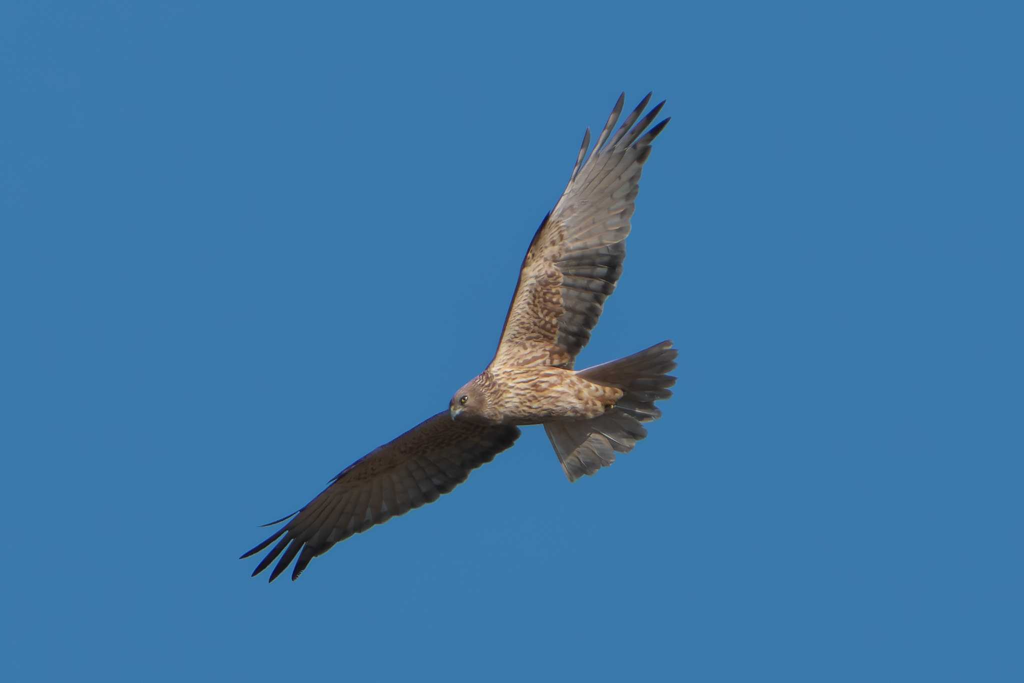 Photo of Eastern Marsh Harrier at 笠岡市 by 禽好き