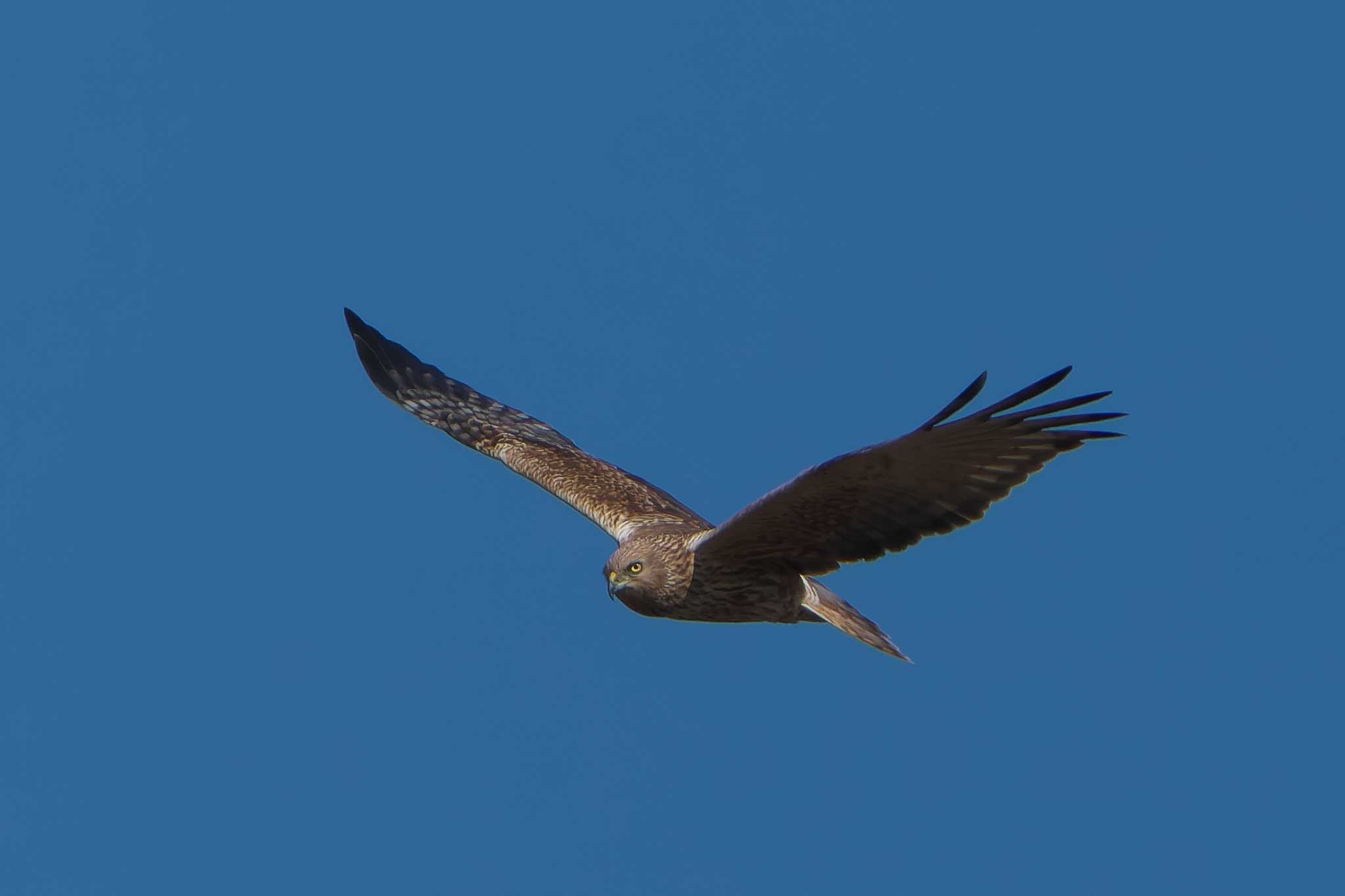 Eastern Marsh Harrier