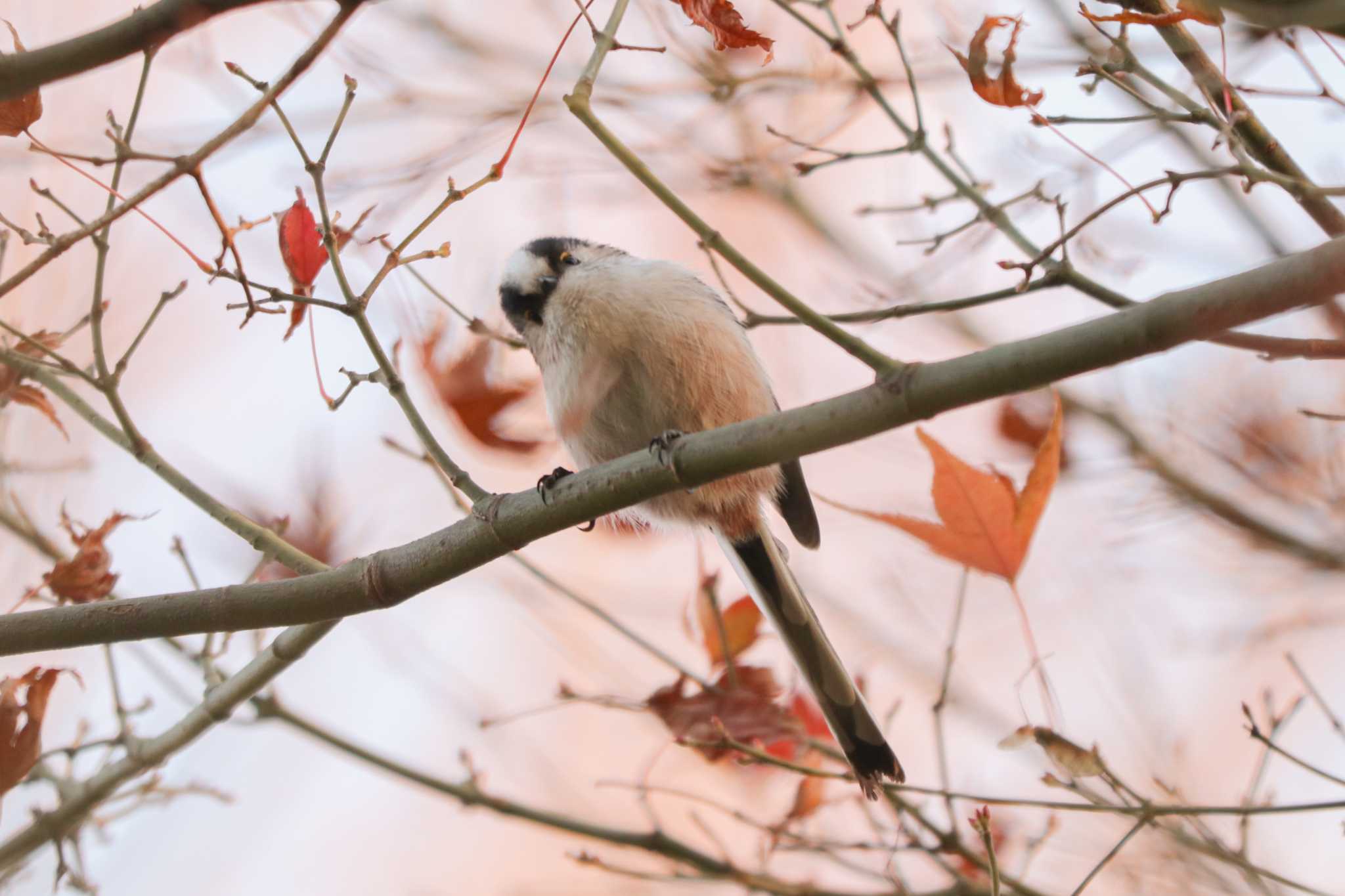 Long-tailed Tit