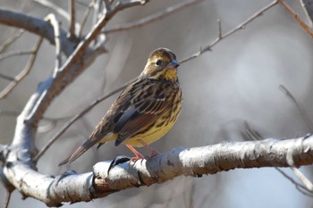 アオジ 秋ヶ瀬公園 2022年12月24日(土)