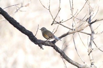 2022年12月25日(日) 北本自然観察公園の野鳥観察記録