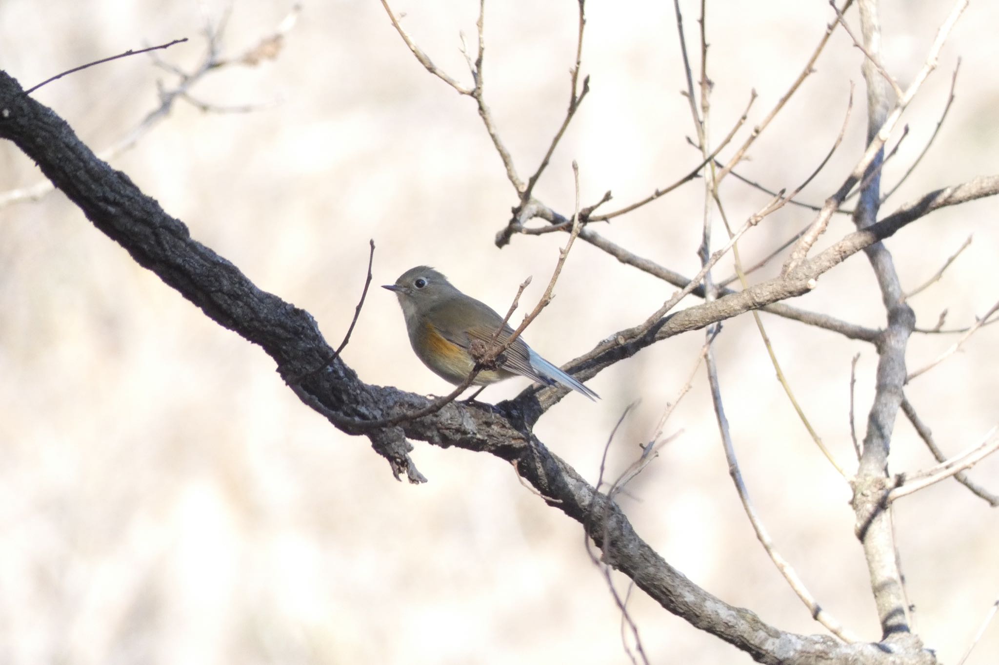 Red-flanked Bluetail