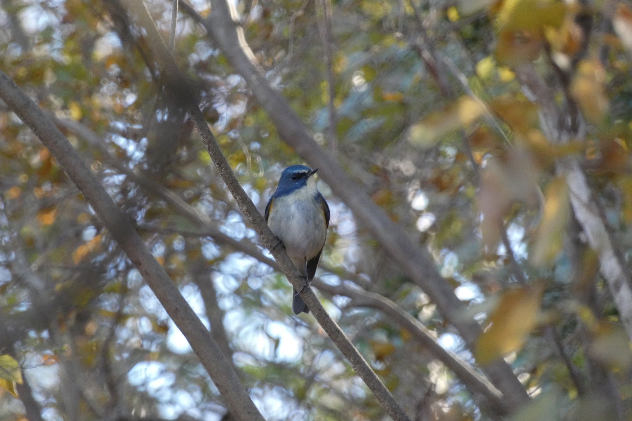 Red-flanked Bluetail